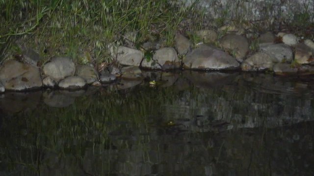 RANAS CROANDO LAGO VERDE