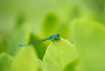 Blue Pond Damsel. Taken with a shallow depth of field with focus on the Damsel