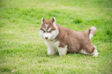 Cute siberian husky puppy walking on green grass