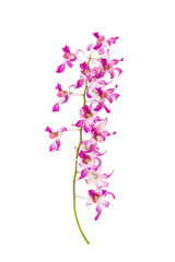 Close up of orchids on white background