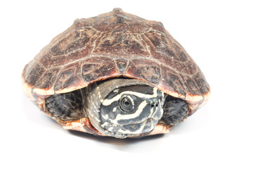 Obraz premium isolated turtle 