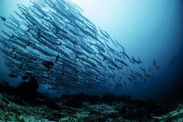 Fototapeta na wymiar underwater world