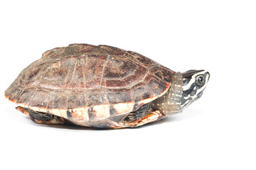 Obraz premium isolated turtle 