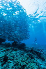 Fototapeta premium underwater world