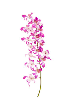 Close up of orchids on white background