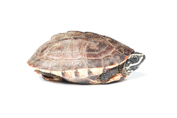 Obraz premium isolated turtle 
