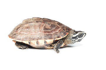 Obraz premium isolated turtle 
