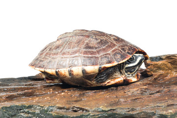 Obraz premium isolated turtle 