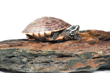 isolated turtle
