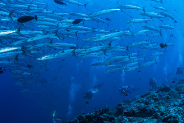 Fototapeta premium underwater world