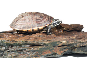 isolated turtle
