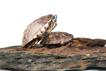 isolated turtle
