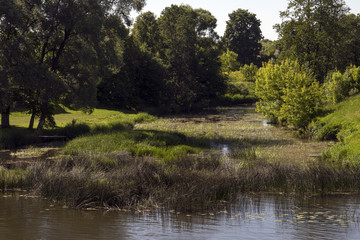 Ручей, небольшая речка летним днем.