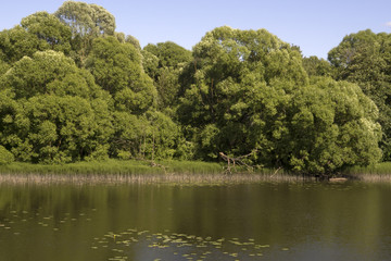 Летний день на берегу реки.