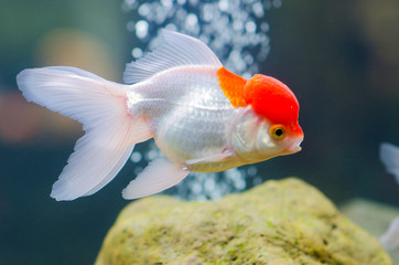 Goldfish