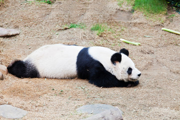 Panda taking a nap