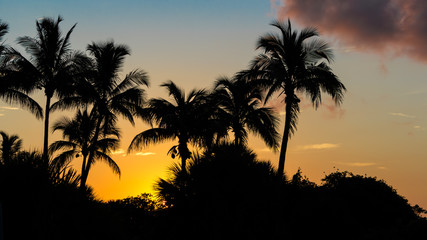 Obraz premium Sanibel Island, Florida, Sunrise, Palm Trees