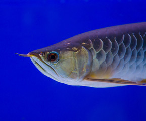 Fototapeta premium arowana fish