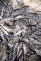Feeding Frenzy of Fish (mostly catfish)