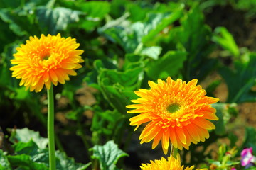 flowers-