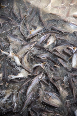 Feeding Frenzy of Fish (mostly catfish)