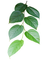 Branch with green toothed leaves isolated on white background.