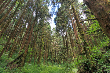 Fototapeta na wymiar Xitou forest in Nantou, Taiwan