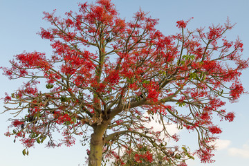 The Australian Brachychiton acerifolius, commonly known as the Illawarra Flame Tree .