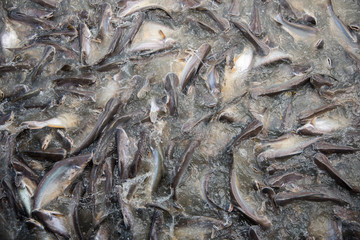 Feeding Frenzy of Fish