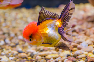 Goldfish