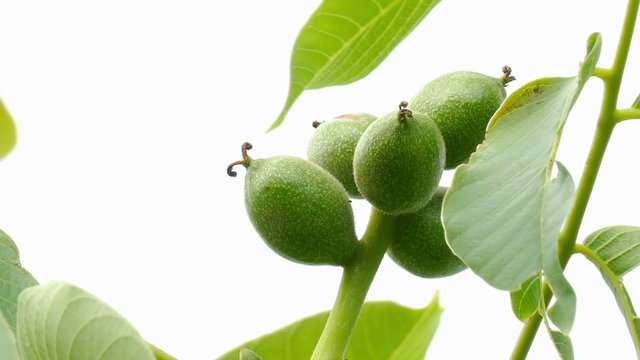 unripe fruits of a walnut