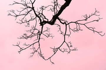 leafless tree branch on red clouds sky background.