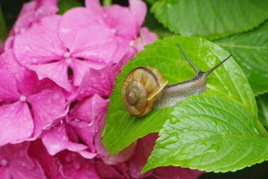紫陽花とカタツムリ