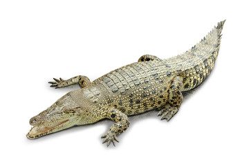 Naklejka premium Young asian couple standing on the park holding a tablet pc show