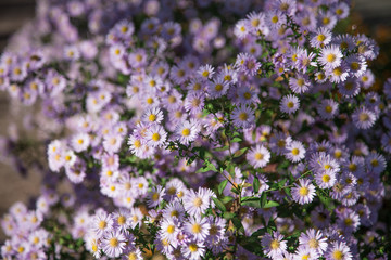 Blossoming flowerbeds 