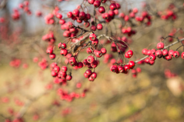 Fototapeta na wymiar Rowan berries