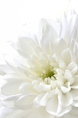白色の菊　白背景
