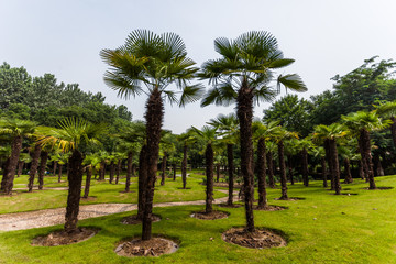 Obraz premium Park in Jiangyin