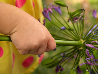 Lovely infant baby hand holding a flower