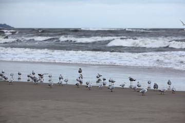 storm at sea gull on the coast