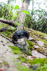 Natur in Jiangyin
