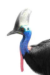 Cassowary isolated in white background, focused on head
