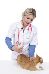Katze erhält Spritze von Tierarzt