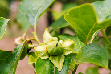 branch persimmon tree fruits with green leaves in Corfu, Greece. Orange tree with ripe fruits © sola_sola
