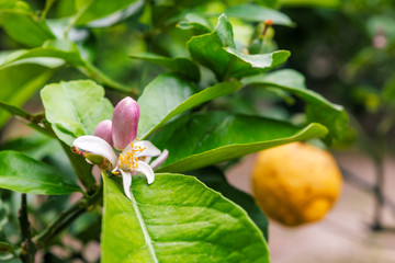 Obraz premium Orange tree with ripe fruits and flowers in Corfu, Greece.