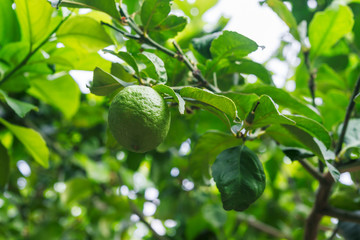 branch lemon tree fruits with green leaves in Corfu, Greece.