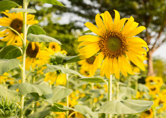 sunflower field
