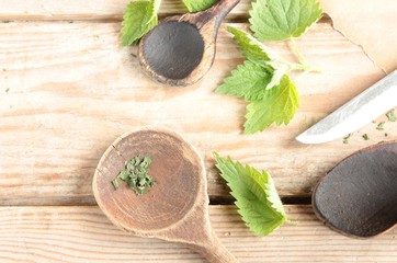 Wildkräuter Brennnessel frisch sammeln Blätter