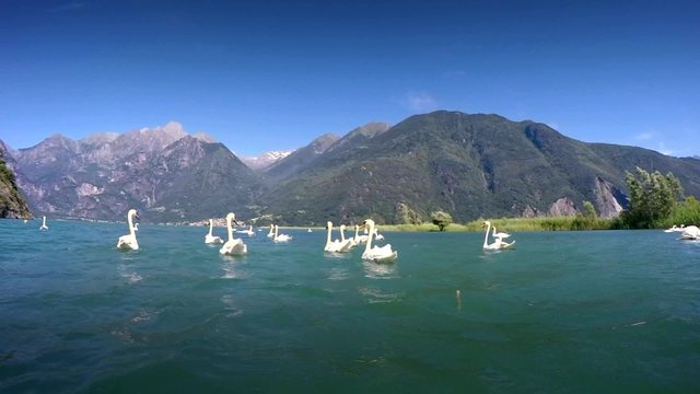 gruppo di cigni sul lago di Como