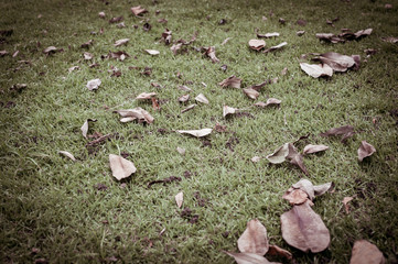Vintage dry leaf on green grass